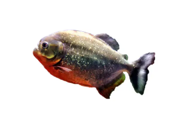 Photo of Predatory fish piranha