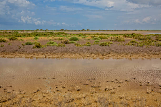 istock Unique landscape in the Camargue 1136208520