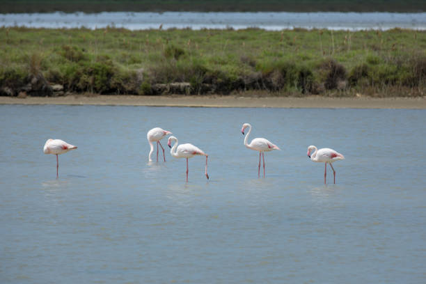istock Greater Flamingos in the Camargue 1136209689