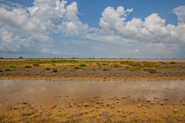 istock The colors of the Camargue 1136210331