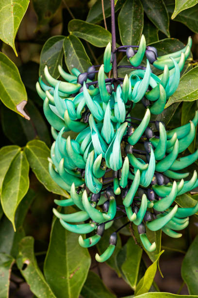 istock Exotic plant in natural location 1136210737