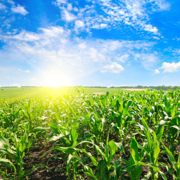 istock Green corn field and bright sunrise against the blue sky. 1136211567