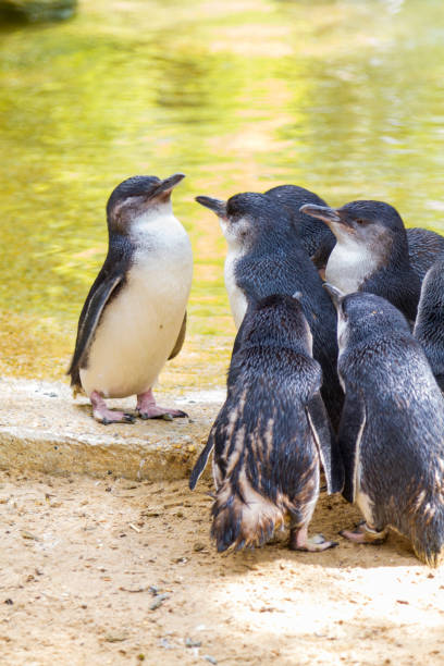 istock Little Penguins in Australia 1136211698