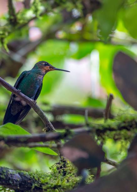 istock Green-Crowned Brilliant Hummingbird (Heliodoxa jacula) 1136211751