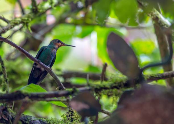 istock Green-Crowned Brilliant Hummingbird (Heliodoxa jacula) 1136211768