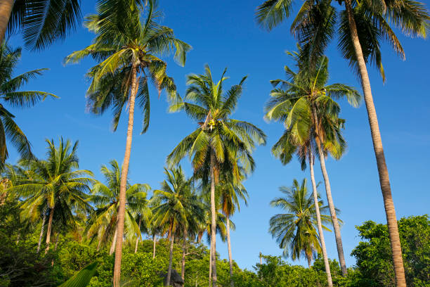 istock coconut palm trees against blue sky 1136211899