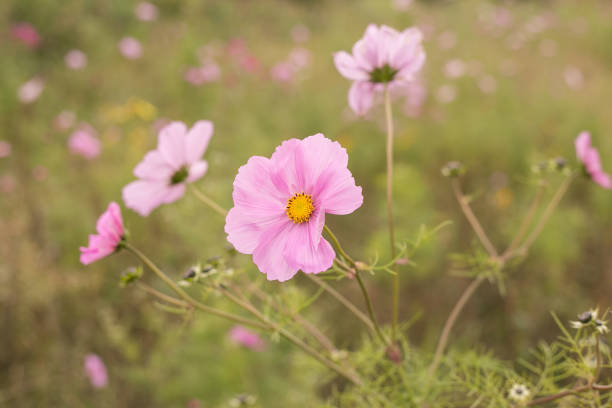 Pink wild flowerfield stock photo