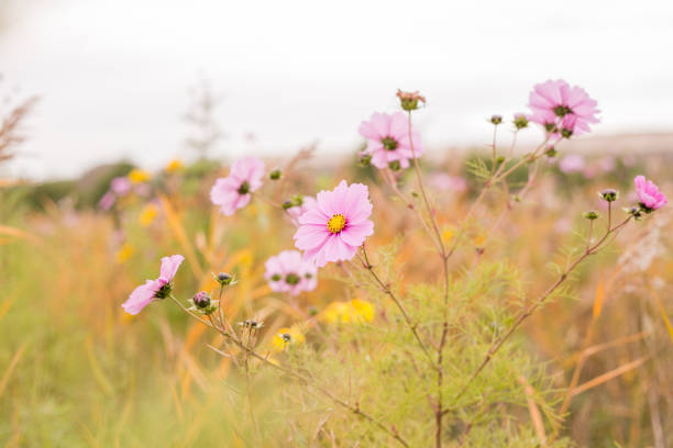 Flower field with wild flowers stock photo