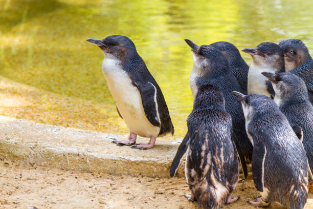 istock Little Penguins in Australia 1136213597