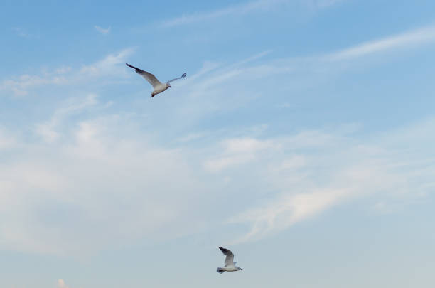 istock Seagull flying in the blue sky over the sea. 1136214285