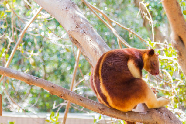istock Animal in the forest 1136214371