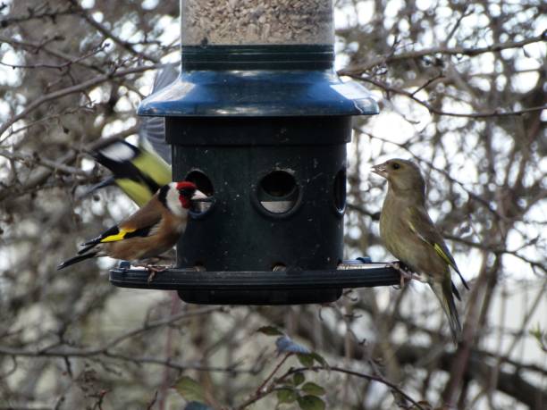 istock Goldfinch and Greenfinch facing one another while perching on lower edge of a large bird feeder 1136214408
