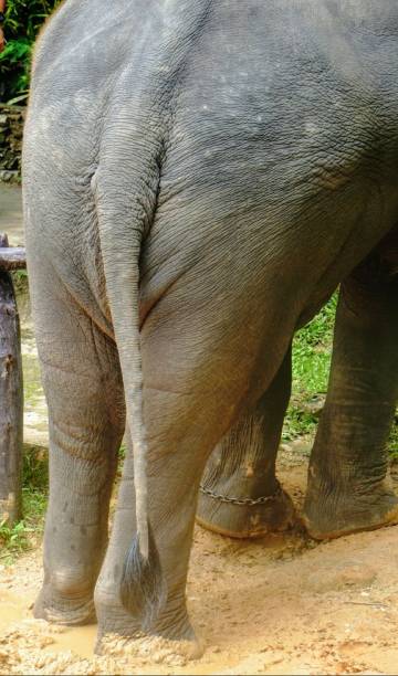 istock Elephants - @ elephant camp Chiang Mai Thailand - Must visit 1136214640
