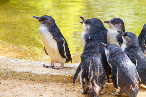 istock Little Penguins in Australia 1136215528