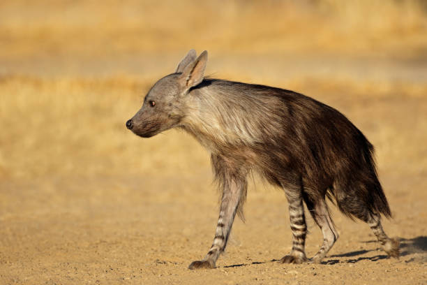 istock Brown hyena (Hyaena brunnea), Kalahari desert 1136215798