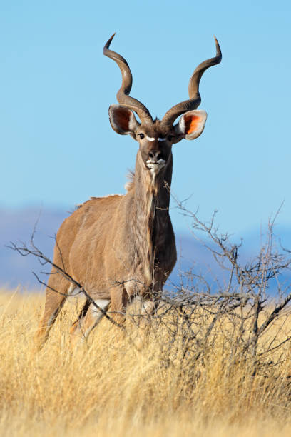 istock Male kudu antelope (Tragelaphus strepsiceros) against a blue sky 1136215914