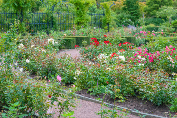 istock Rose garden in summer 1136215938