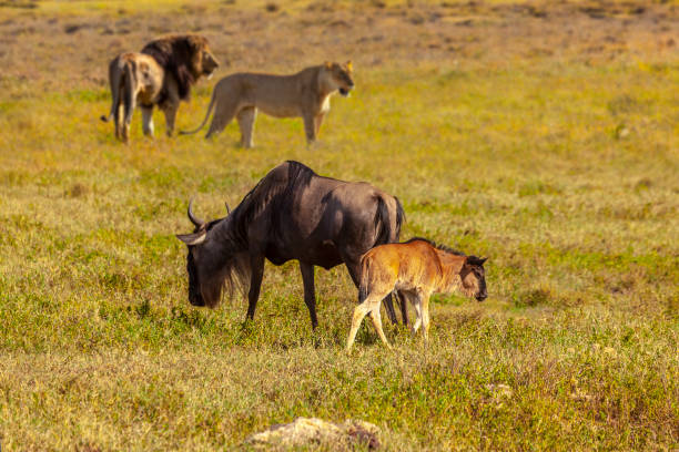 istock A Springbok protecting her puppy from the lions. 1136215956