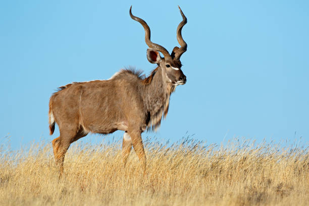 istock Male kudu antelope (Tragelaphus strepsiceros) against a blue sky 1136216011