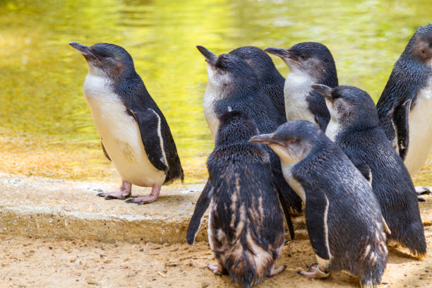 istock Little Penguins in Australia 1136216036
