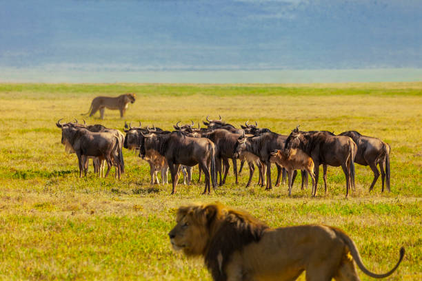 A Wildebeests protecting her puppies from the lions.