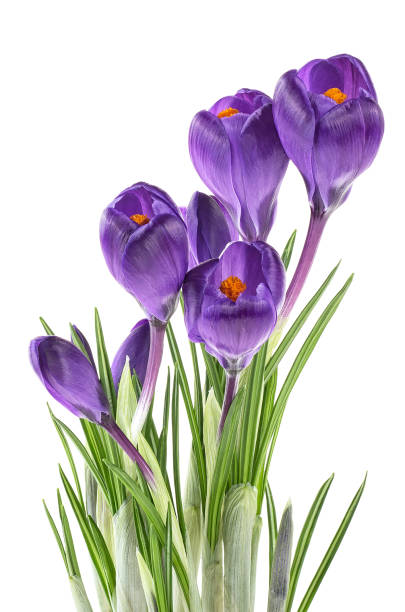istock Crocus flowers on stem with leaves isolated on a white background 1136217154