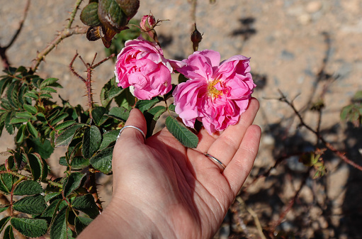 Wild Damask Rose in Oman