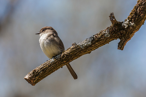 A young Eastern Phobe