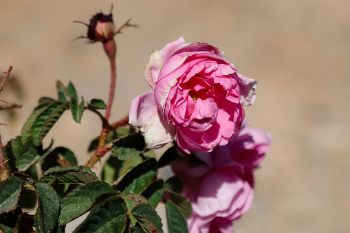 Wild Damask Rose in Oman