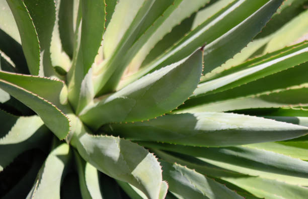 사막 선인장 식물 - agave cactus natural pattern pattern 뉴스 사진 이미지