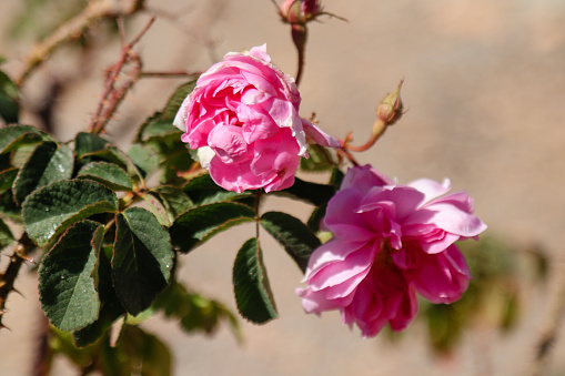 Beauty pink roses flower blossom in a garden, Decoration flowers