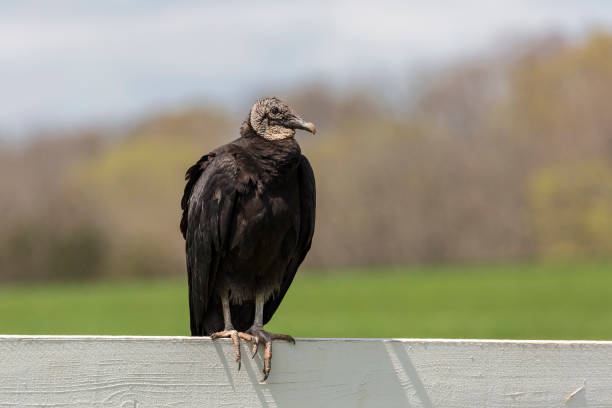 A Black Vulture perched on a white fence.