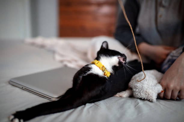 istock Young woman playing on the bed with her cat 1136219636