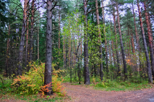Beautiful autumn forest with different trees