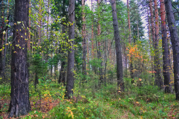 istock Beautiful autumn forest with different trees. Autumn landscape in a pine forest. 1136219822