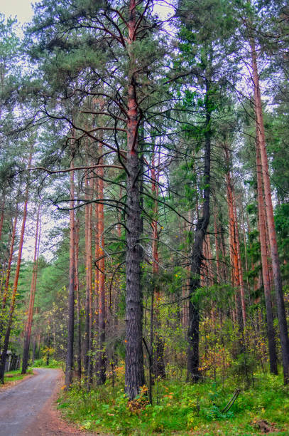 istock Beautiful autumn forest with different trees. Autumn landscape in a pine forest. 1136219823