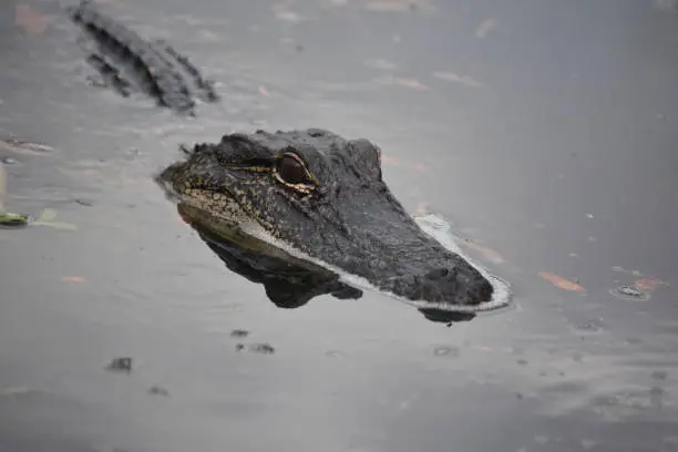 Deadly and dangerous alligator swimming in shallow swampy water.