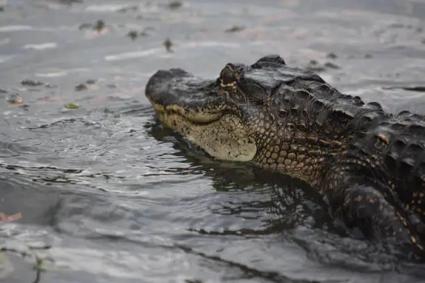 Fantastic look at the profile of a large alligator in Louisiana.