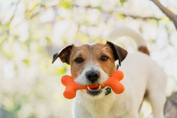 hund hält spielzeugknochen im mund unter zweig blühenden apfelbaum - gummi fotos stock-fotos und bilder