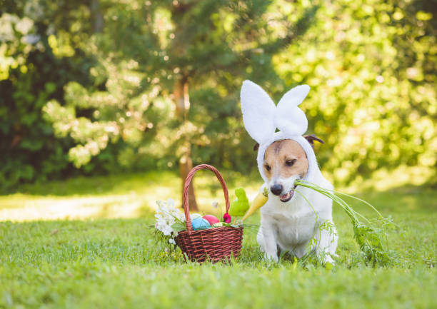 istock Shy cute dog with easter bunny ears holding fresh carrot in mouth 1136222014