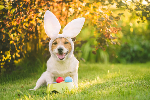 Dog dressed up with bunny ears costume for Easter celebration sitting with bawl of colorful painted eggs at sunny lawn Happy Jack Russell Terrier celebrating Easter breed eggs stock pictures, royalty-free photos & images