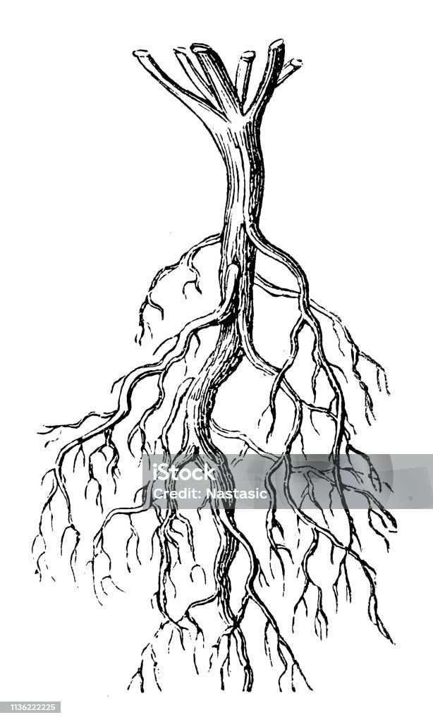 Malva Roots Common Mallow Root Stock Illustration - Download Image Now - Root ...