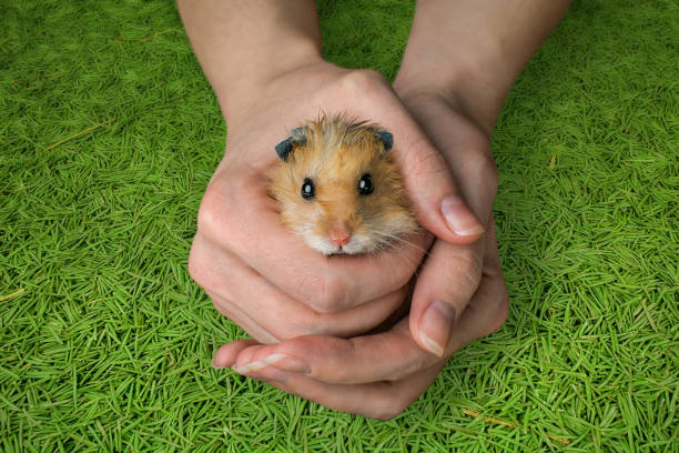 istock Fluffy hamster sits in female hands 1136225121