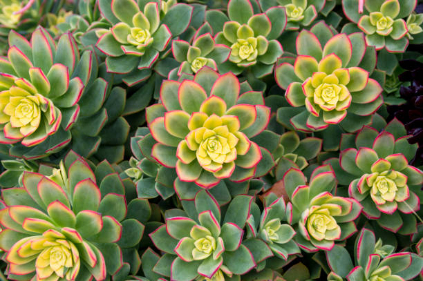 vista dall'alto verso il basso della coltivazione di piante succulente a san diego in california - succoso foto e immagini stock