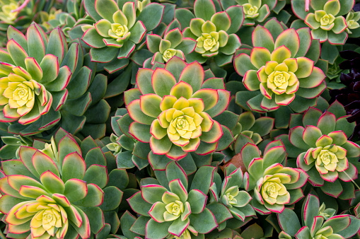 Group of small common houseleeks (Sempervivum tectorum)