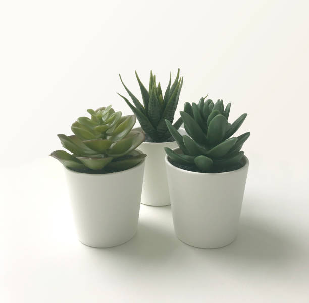 istock Cactus, succulent, aloe vera 1136229511
