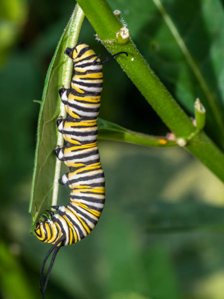 istock monarch butterfly, Danaus plexippus  caterpillar, caterpillar 1136230548