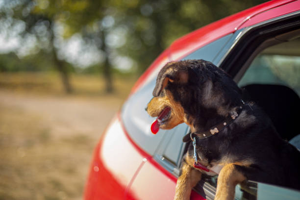 istock Happy dog has her head out a car window 1136231421