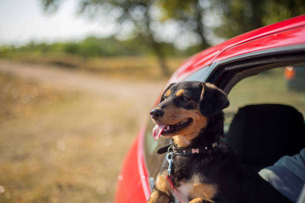 istock Happy dog has her head out a car window 1136231442