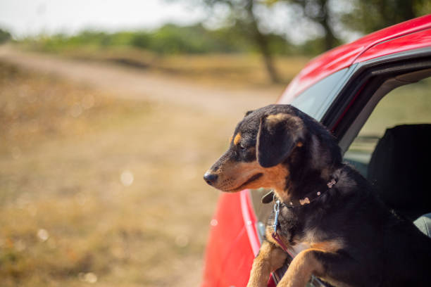 istock Happy dog has her head out a car window 1136231460